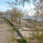 Laurus I *